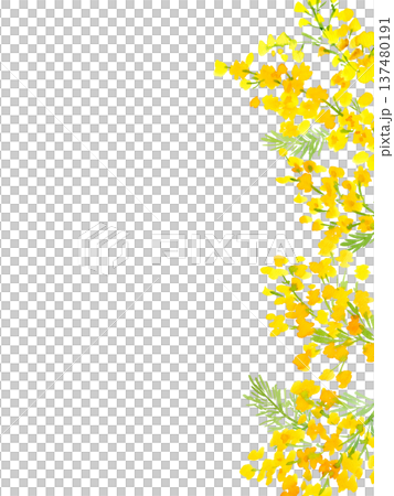 水彩で描いたミモザの背景イラスト。ミモザのカードテンプレート。 137480191