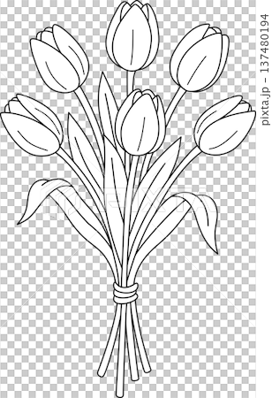 Minimalist Hand Drawn Illustration of a Tulip Flower Bouquet for Spring, Wedding, and Romantic Decoration Concept Minimalist Hand Drawn Illustration of a Tulip Flower Bouquet for Spring, Wedding, and Romantic Decoration Concept 137480194