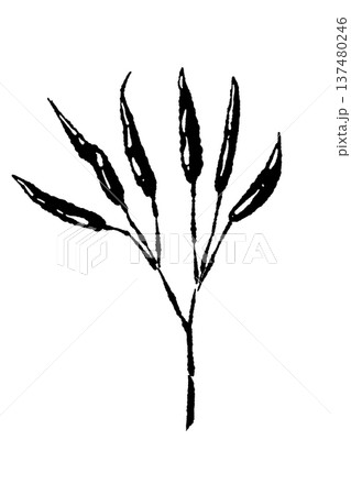 枝についた唐辛子のモノクロシルエット 137480246