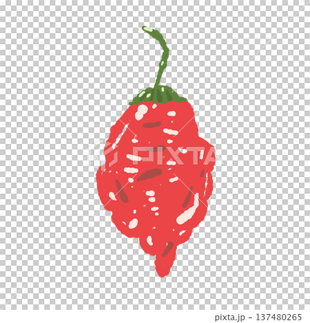 ハバネロ風の丸い唐辛子の手描きイラスト素材 137480265