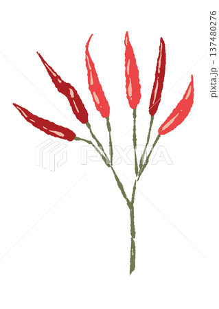 枝付きの唐辛子（鷹の爪・複数）の手描きイラスト素材 137480276