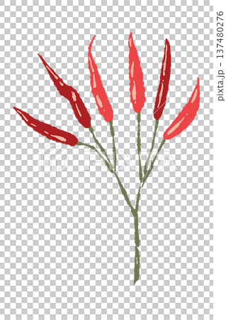 手繪辣椒（高野椒，多枝）及其枝條插圖 137480276
