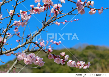 萩往還梅林園に咲き誇る満開の梅の花と春の山々 137480367