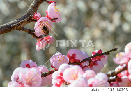 萩往還梅林園に咲き誇る満開の梅の花と春の山々 137480368