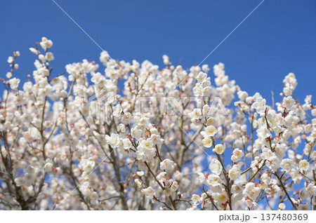 萩往還梅林園に咲き誇る満開の梅の花と春の山々 137480369