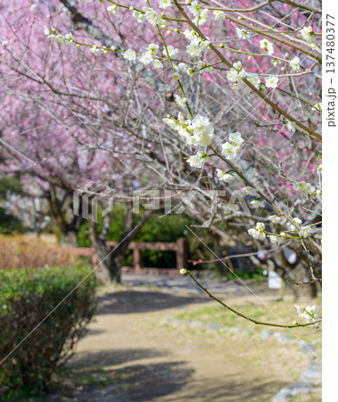 萩往還梅林園に咲き誇る満開の梅の花と春の山々 萩往還梅林園に咲き誇る満開の梅の花と春の山々 137480377