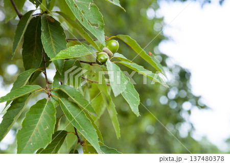 実を付け始めたクヌギの木　ドングリ 137480378