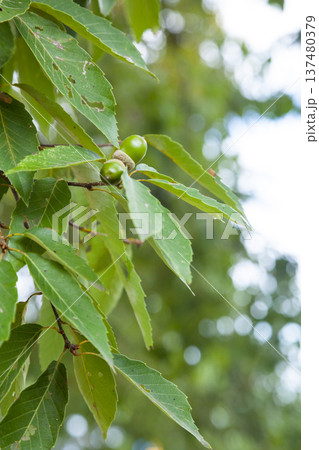 実を付け始めたクヌギの木　ドングリ 137480379