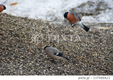 Colorful Bullfinches Feeding on Seeds in Winter Landscape Colorful Bullfinches Feeding on Seeds in Winter Landscape 137480421