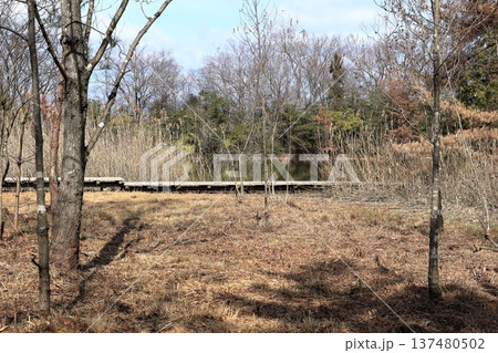 春まじかの公園の風景 春まじかの公園の風景 137480502