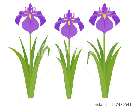 菖蒲（アヤメ・カキツバタ） 137480541