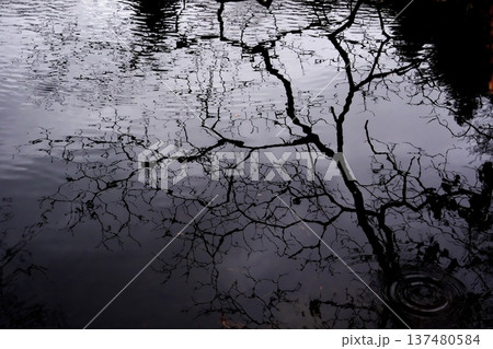 水面に映る木の枝のシルエット 水面に映る木の枝のシルエット 137480584
