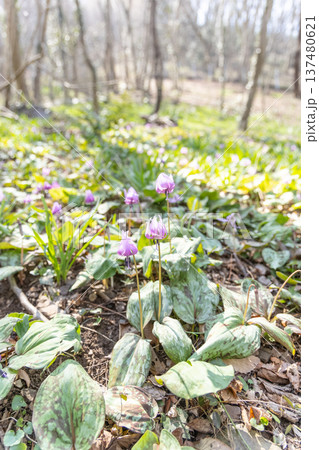 栃木県佐野市の万葉自然公園かたくりの里に咲くカタクリ 137480621