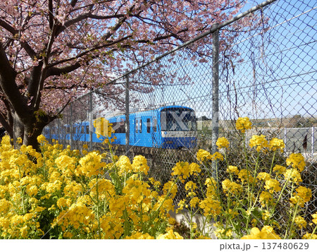 神奈川県三浦市河津桜並木脇を走る京急ブルースカイトレイン 137480629