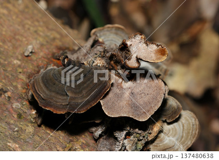 早春の日本、雑木林内に重生する渋い色柄のミダレアミタケキノコ（カサと管孔面・自然下茸類マクロ撮影） 137480638