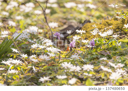 栃木県佐野市の万葉自然公園かたくりの里に咲くアズマイチゲ 栃木県佐野市の万葉自然公園かたくりの里に咲くアズマイチゲ 137480650