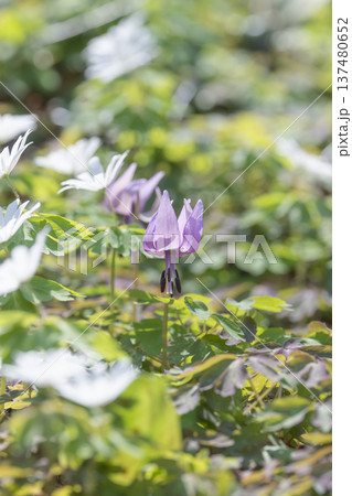 栃木県佐野市の万葉自然公園かたくりの里に咲くアズマイチゲ 137480652