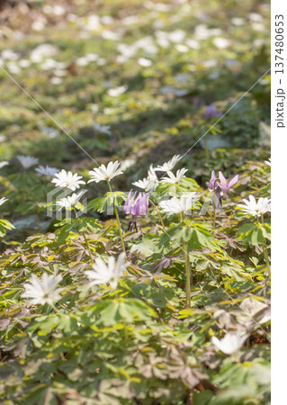 栃木県佐野市の万葉自然公園かたくりの里に咲くアズマイチゲ 栃木県佐野市の万葉自然公園かたくりの里に咲くアズマイチゲ 137480653