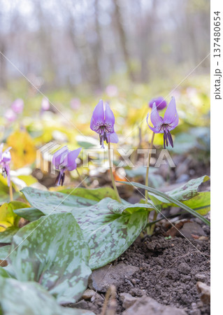 栃木県佐野市の万葉自然公園かたくりの里に咲くカタクリ 137480654