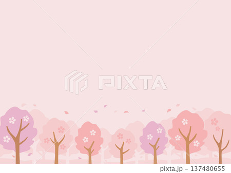 桃色の桜並木の背景 137480655
