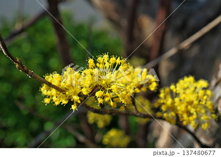 黄色のサンシュユの花(春、三月) 黄色のサンシュユの花(春、三月) 137480677