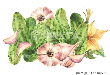 Watercolor Cucumbers and garlic bulb with cloves green leaves and yellow flowers. Hand drawn illustration for homemade farm vegetable pickling food packaging, menu on Isolated white background clipart 137480759
