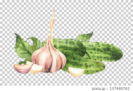 Cucumbers and garlic bulb with cloves green leaves. Watercolor realistic painting for homemade vegetable pickling, farm food packaging, kitchen recipe, menu. illustration isolated from background Cucumbers and garlic bulb with cloves green leaves. Watercolor realistic painting for homemade vegetable pickling, farm food packaging, kitchen recipe, menu. illustration isolated from background 137480762