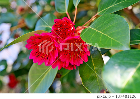 赤いシャクナゲモドキの花（春、三月） 137481126