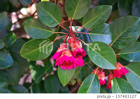 赤いシャクナゲモドキの花(春、三月) 赤いシャクナゲモドキの花(春、三月) 137481127