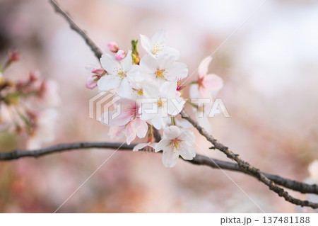 桜咲く 桜咲く 137481188