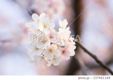 桜咲く 137481189