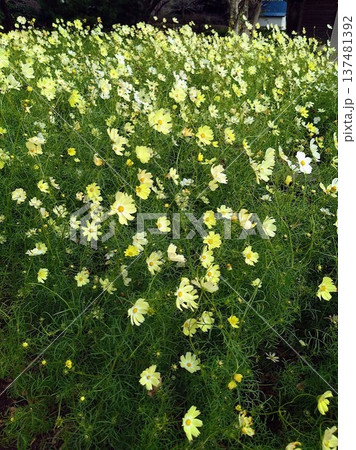 花畑に咲く淡い黄色のコスモス　ナチュラルな花の背景素材 137481392