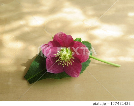 クリスマスローズの花一輪 137481422