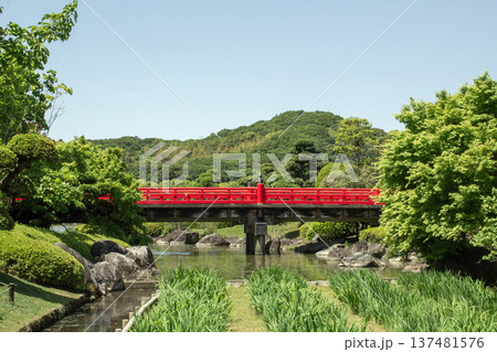 日本庭園 南楽園の花菖蒲と池に架かる赤い橋 137481576