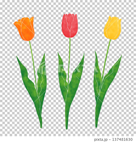 Simple tulip Simple tulip 137481630
