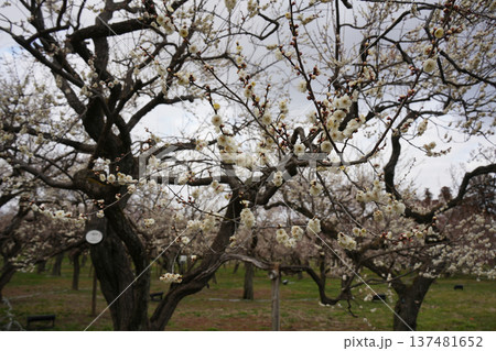 白梅の花 八重冬至 白梅の花 八重冬至 137481652