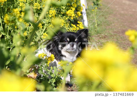 菜の花畑でおすわりするブラックタンのチワワ 137481669