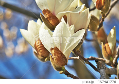 白いモクレンの花(春、三月) 白いモクレンの花(春、三月) 137481776