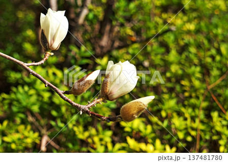 白いモクレンの花(春、三月) 白いモクレンの花(春、三月) 137481780