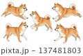 お座りする柴犬セット 137481803