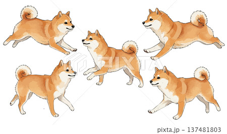 お座りする柴犬セット 137481803