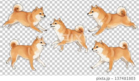 坐姿柴犬套裝 137481803