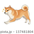 お座りする柴犬 137481804