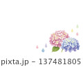 水彩で描いた紫陽花のフレーム 137481805