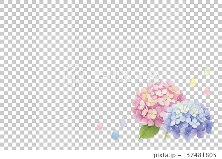 Hydrangea frame painted by watercolor Hydrangea frame painted by watercolor 137481805