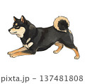 お座りする黒柴 137481808