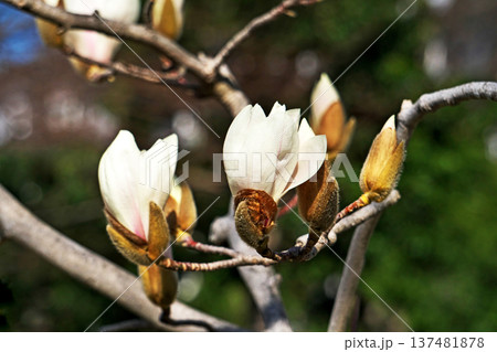 白いモクレンの花(春、三月) 白いモクレンの花(春、三月) 137481878