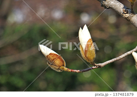 白いモクレンの花（春、三月） 137481879