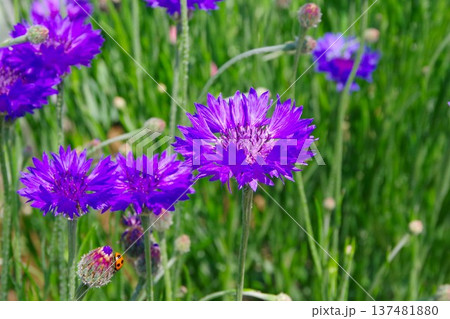 鮮やかな紫色のヤグルマギクの花 137481880