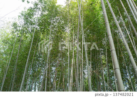 竹林　竹 137482021